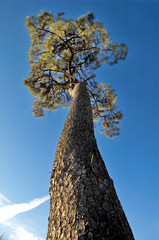 high tree