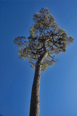 high tree