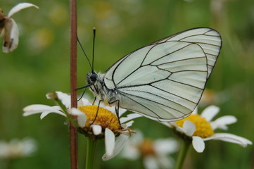 ailes blanches