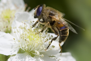 bee