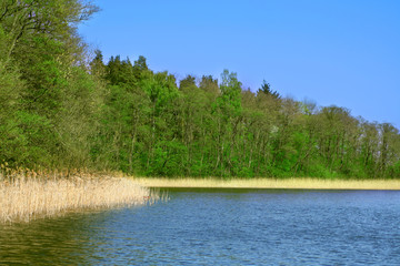 lake and trees