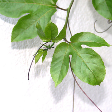 lianer-9-adobe-stock