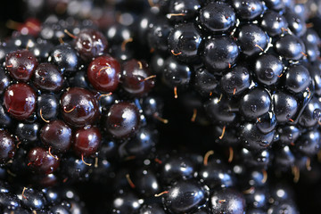 blackberries