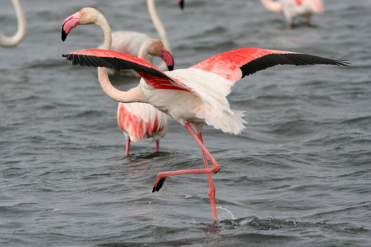 Fototapeta envol du flamant rose