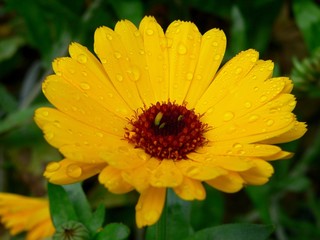 Obraz premium blume