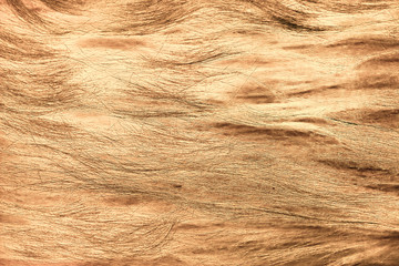 abstract fibrous texture