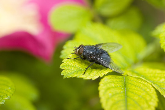 the fly on a dogrose