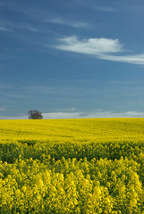 landschaft im fr&uuml;hling