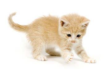 yellow kitting playing and pawing