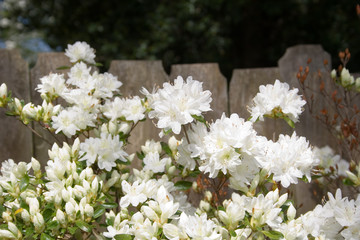 azaleas