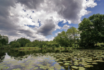 les nénuphars et le ciel