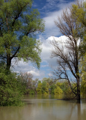 river and tree