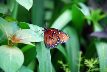 monarch butterfly