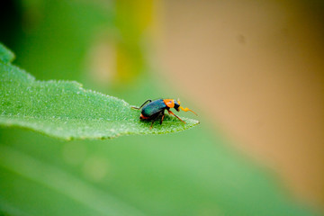small beetle