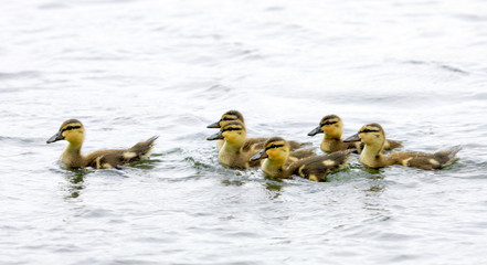 ducklings