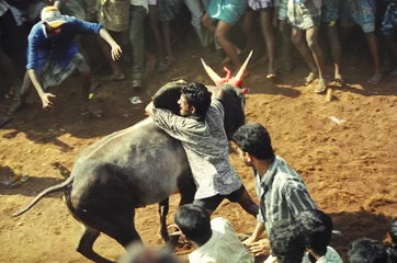 Photo sur Plexiglas Tauromachie bull fight 9