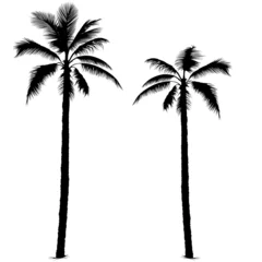 Crédence de cuisine en verre imprimé Palmier palm tree silhouette 1