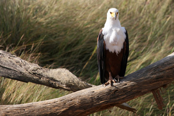 african fish eagle