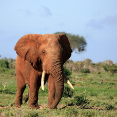 Fototapeta na wymiar red elephant tsavo east kenya