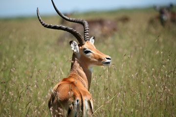 male impala masai mara kenya - obrazy, fototapety, plakaty