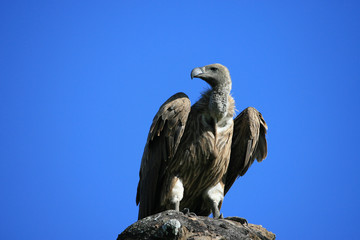 vulture