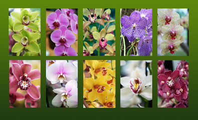 orchid poster, different sorts