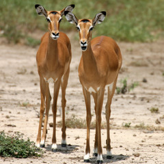Naklejka na ściany i meble female impala tsavo national park kenya