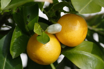 2 oranges et une fleur dans un oranger