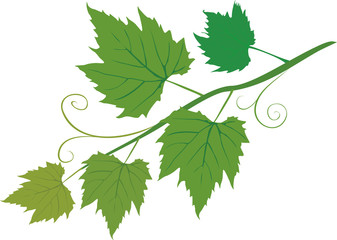 vine
