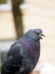 pigeon  bird
