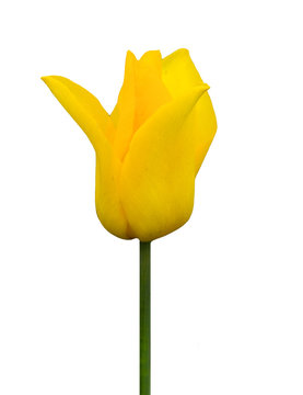 yellow tulip