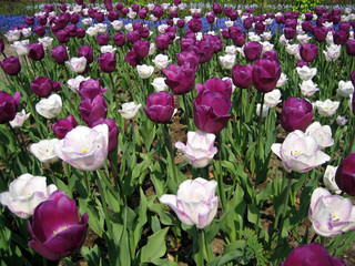 buntes tulpenfeld