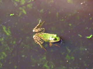 floating frog