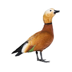 ruddy shelduck male isolated on white