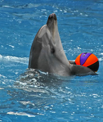 spielender delfin