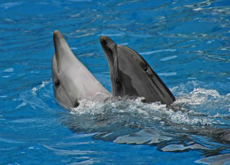 tanzende delfine