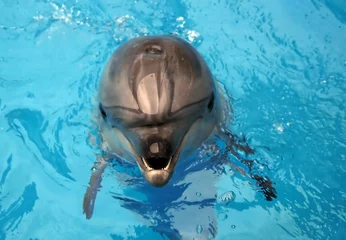 Photo sur Plexiglas Dauphin delfin