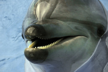 delfin © Matthias Krüttgen