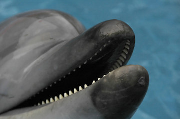 delfin