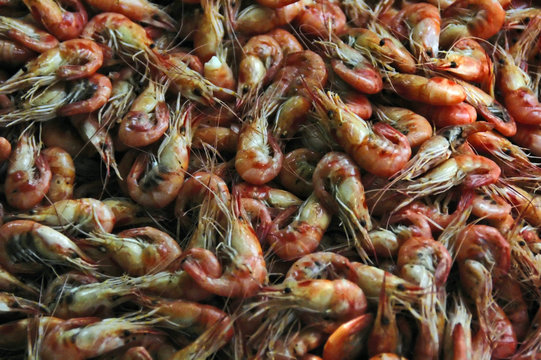 schrimps