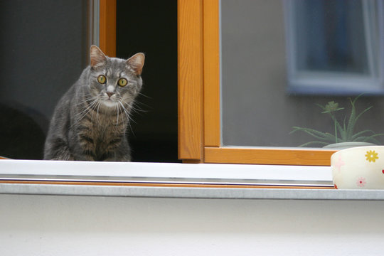 xco cat in window