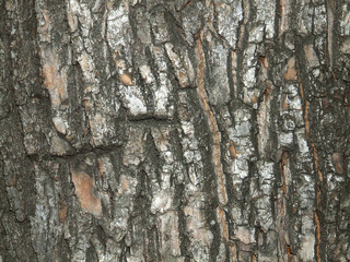 bark of birch