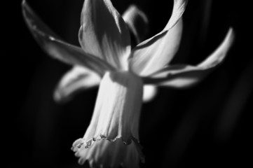fleur blanche / white flower