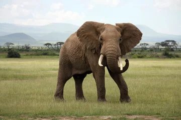 Fotobehang afrikaanse olifant amboseli kenia © Robert Hardholt