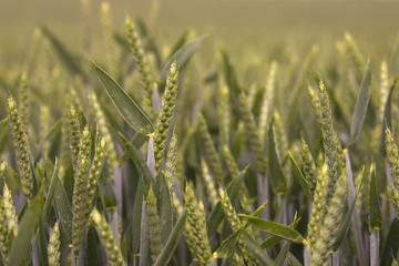 green gold wheat