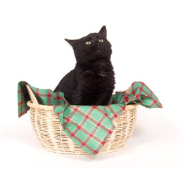 Obraz premium black cat in a holiday basket