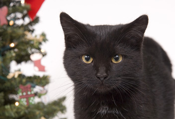 black cat with christmas tree in background