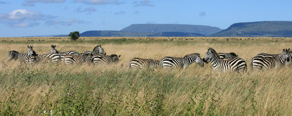 zebra herd serengeti tanzania