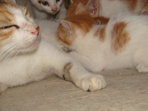 katzenmutter