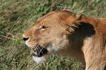 Obraz na płótnie Canvas lioness hunting in serengeti